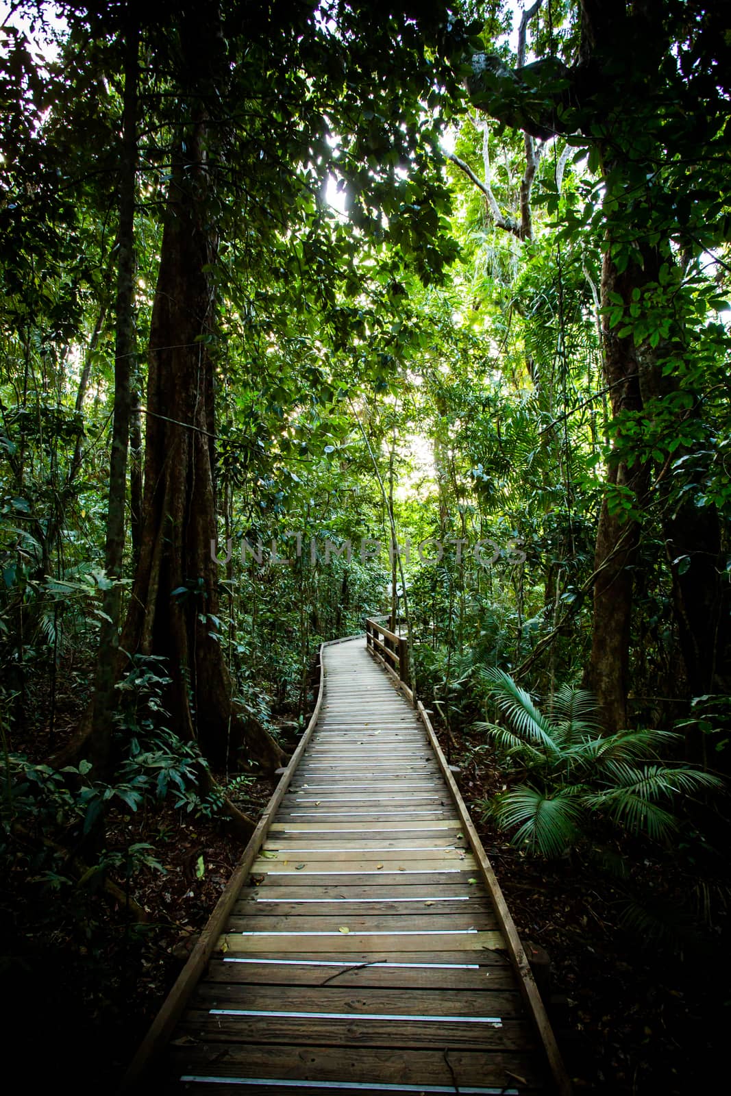 The famous Jindalba Boardwalk thru ancient rainforest in the Daintree region of Queensland, Australia