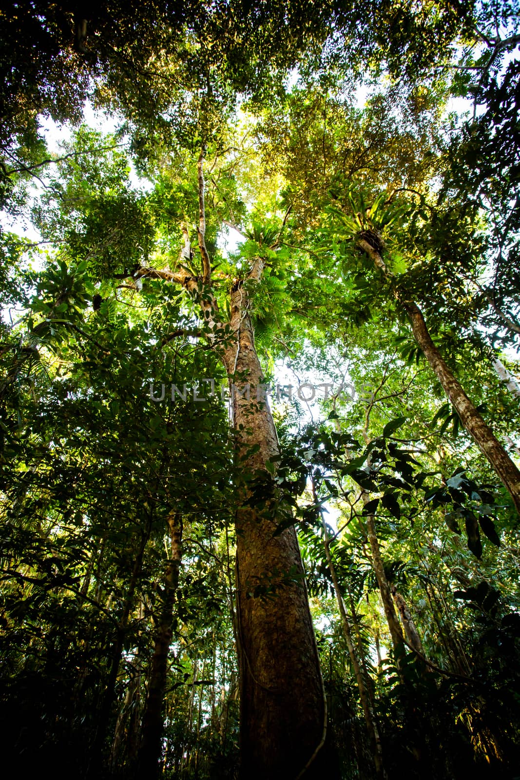 The famous Jindalba Boardwalk thru ancient rainforest in the Daintree region of Queensland, Australia