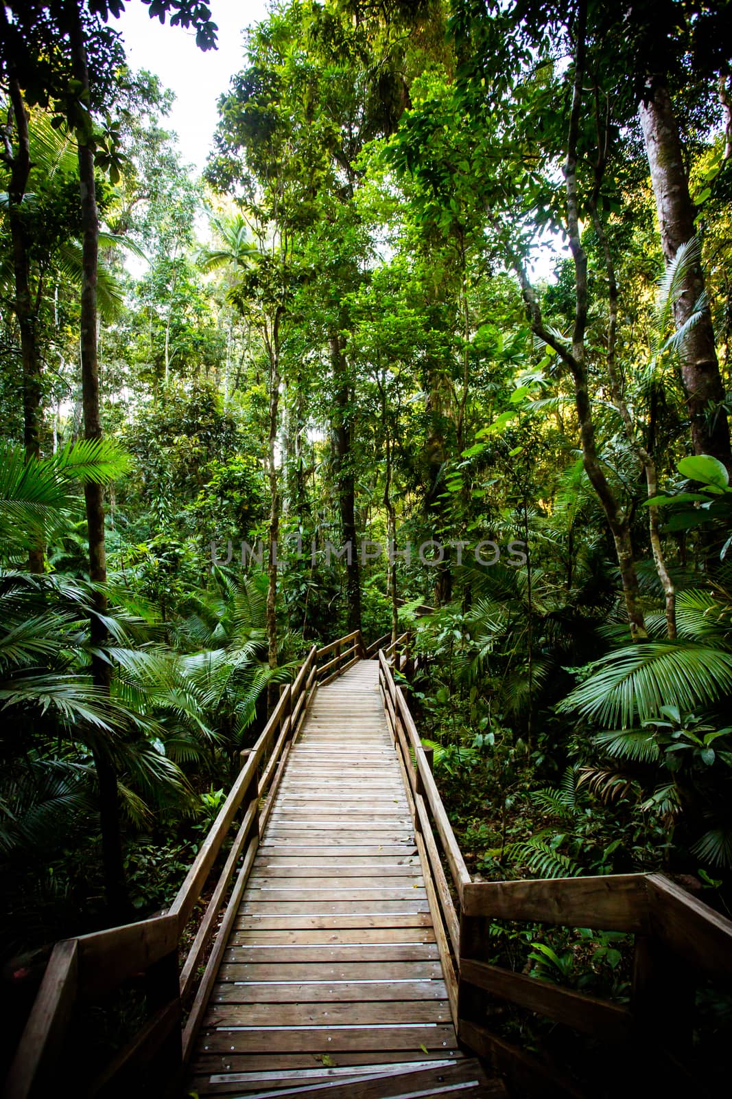 The famous Jindalba Boardwalk thru ancient rainforest in the Daintree region of Queensland, Australia