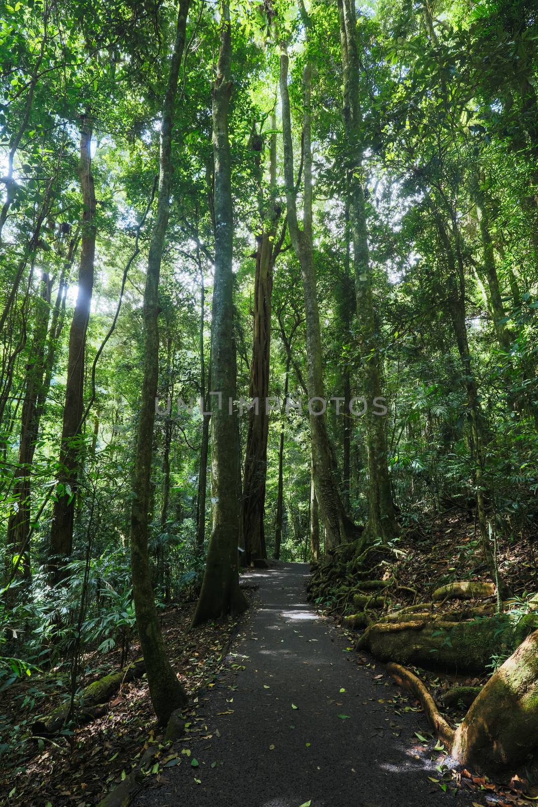 Walkway to Natural Bridge in Queensland Australia by FiledIMAGE