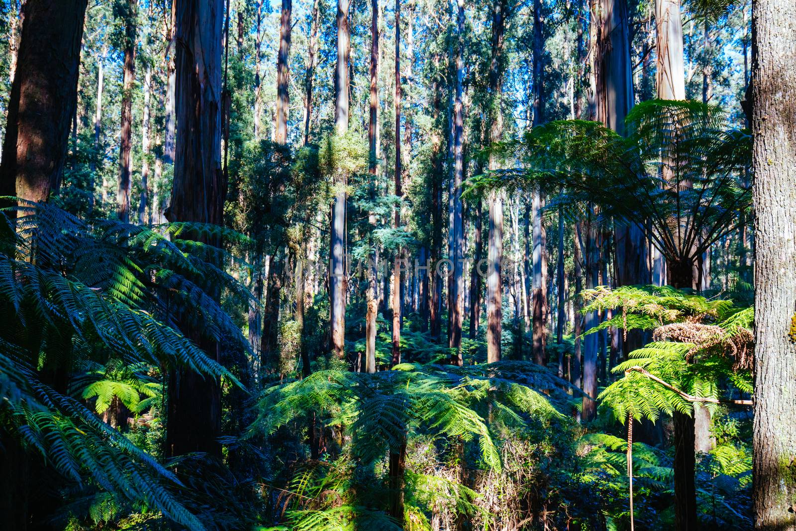 The trees and pathways of Sherbrooke Forest in the Dandenong Ranges on a sunny autumn day in the Dandenongs, Victoria, Australia