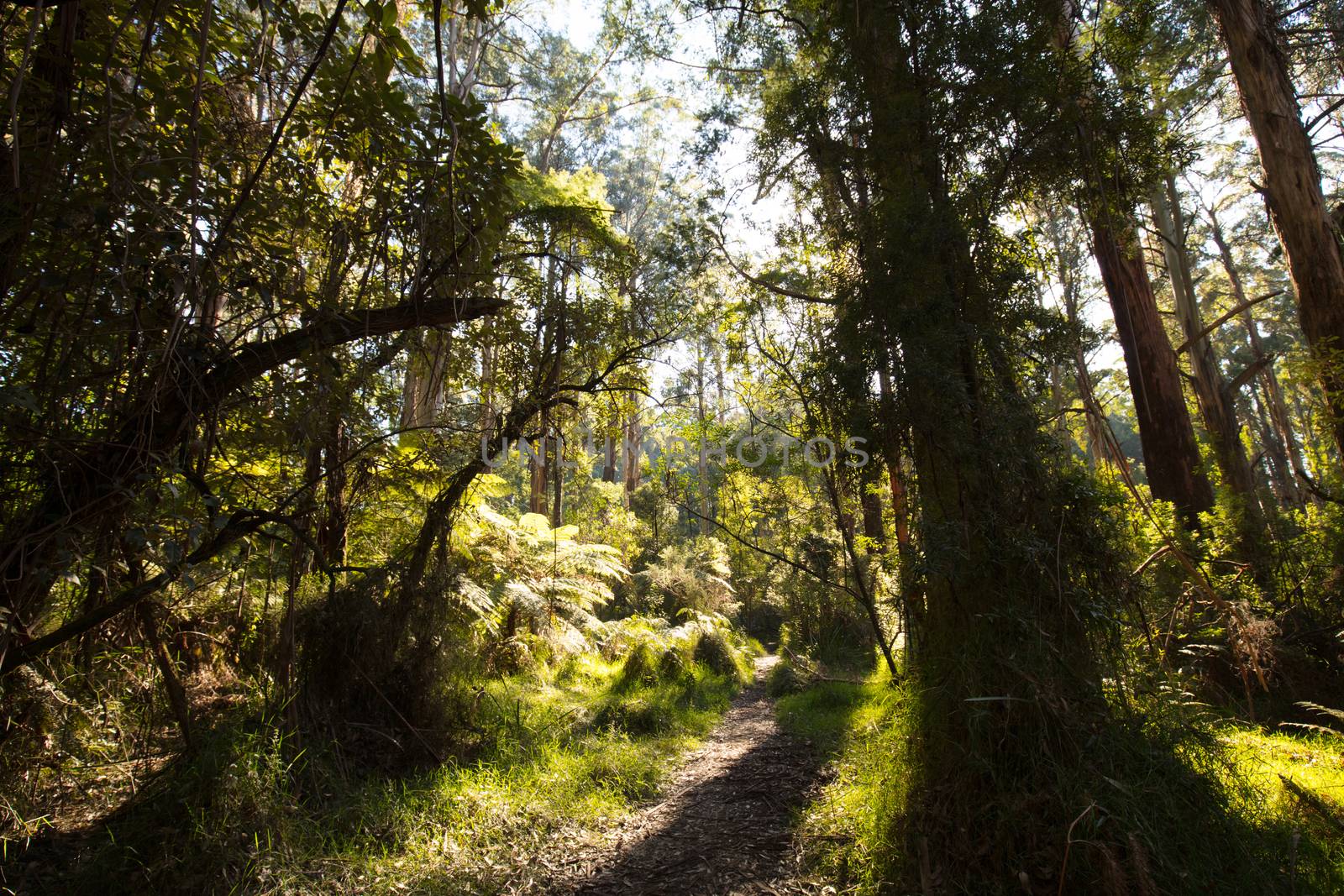 Sherbrooke Forest near Melbourne Australia by FiledIMAGE