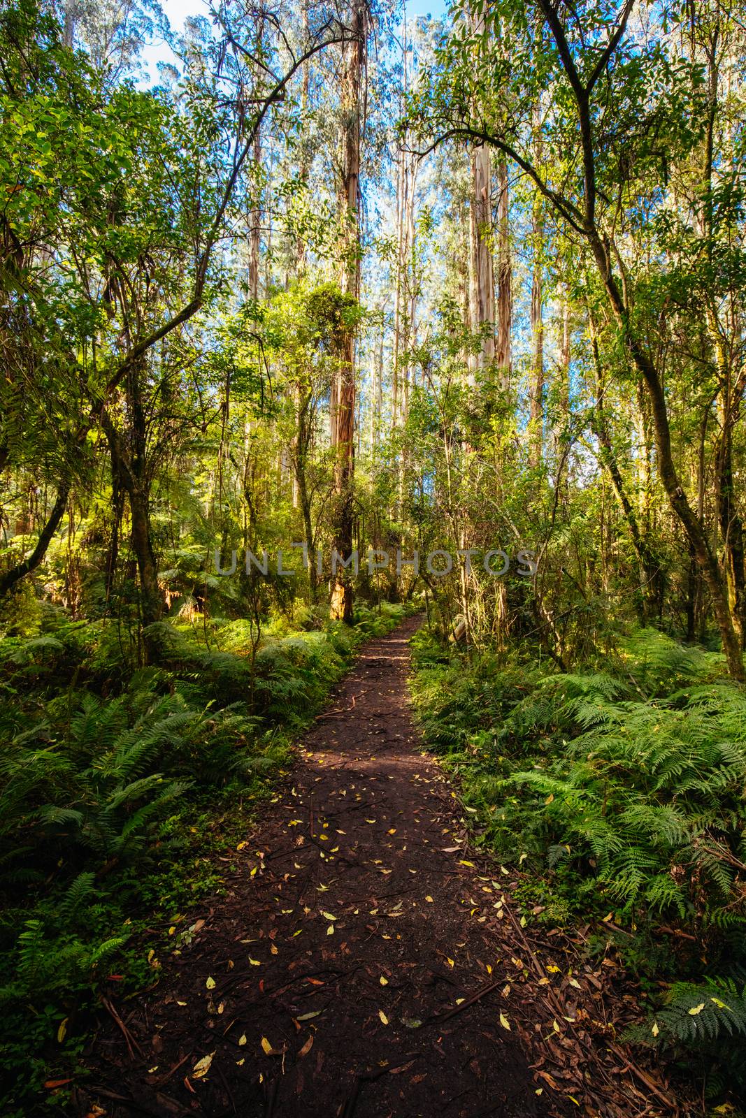 The trees and pathways of Sherbrooke Forest in the Dandenong Ranges on a sunny autumn day in the Dandenongs, Victoria, Australia