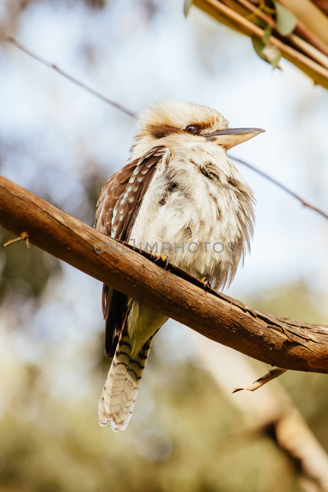 A watchful kookaburra at the popular tourist attraction of Hanging Rock. A volcanic group of rocks atop a hill in the Macedon ranges, Victoria, Australia