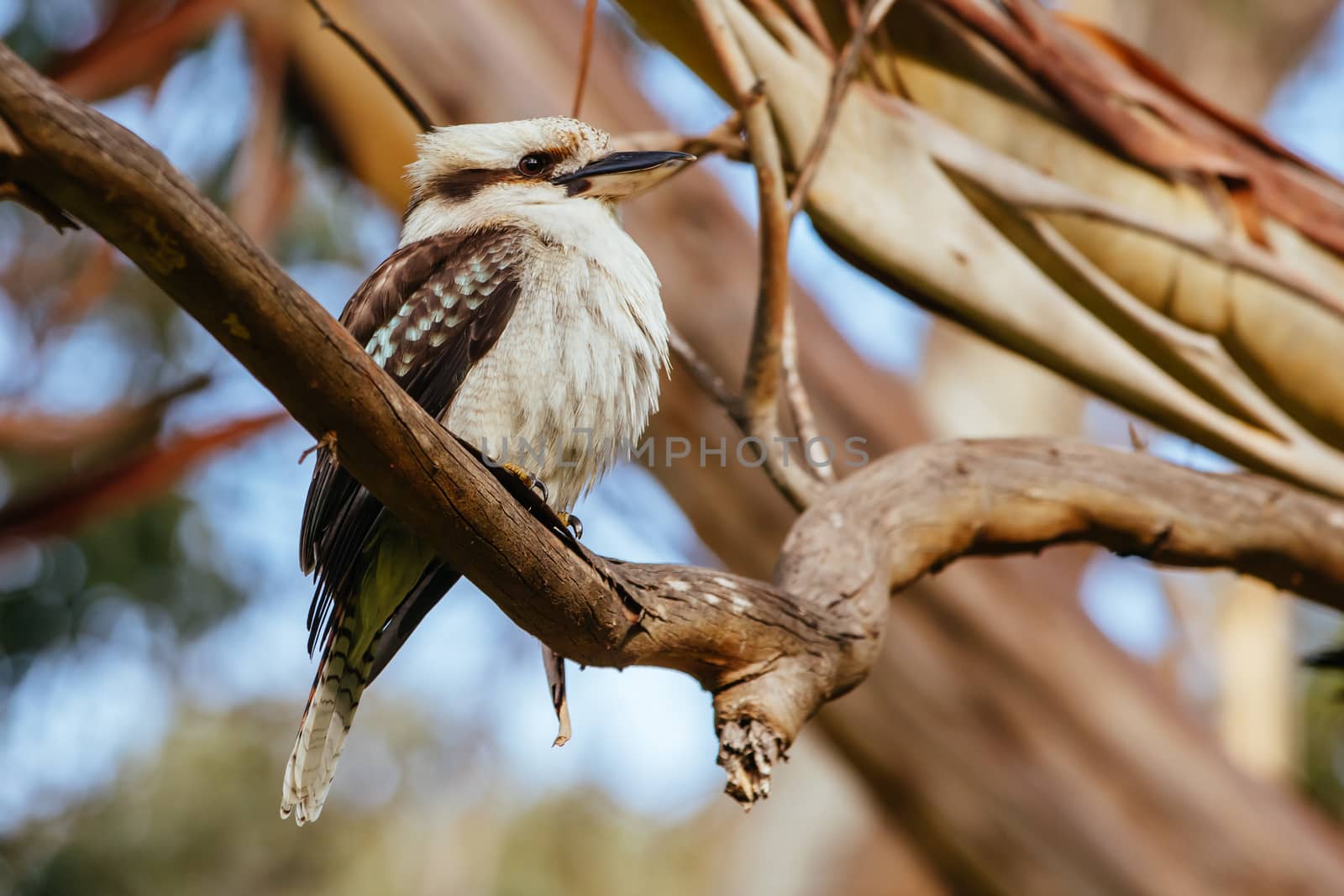 A watchful kookaburra at the popular tourist attraction of Hanging Rock. A volcanic group of rocks atop a hill in the Macedon ranges, Victoria, Australia