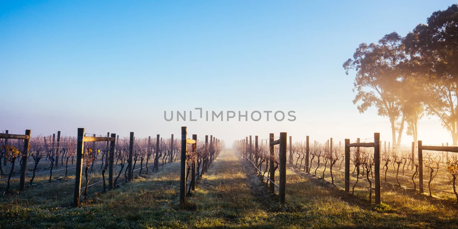 The sun rises over recently picked vines on a cold misty autum morning in Yarra Valley, Victoria, Australia