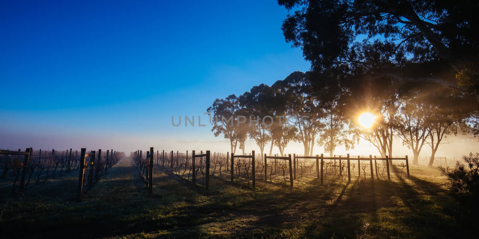 The sun rises over recently picked vines on a cold misty autum morning in Yarra Valley, Victoria, Australia