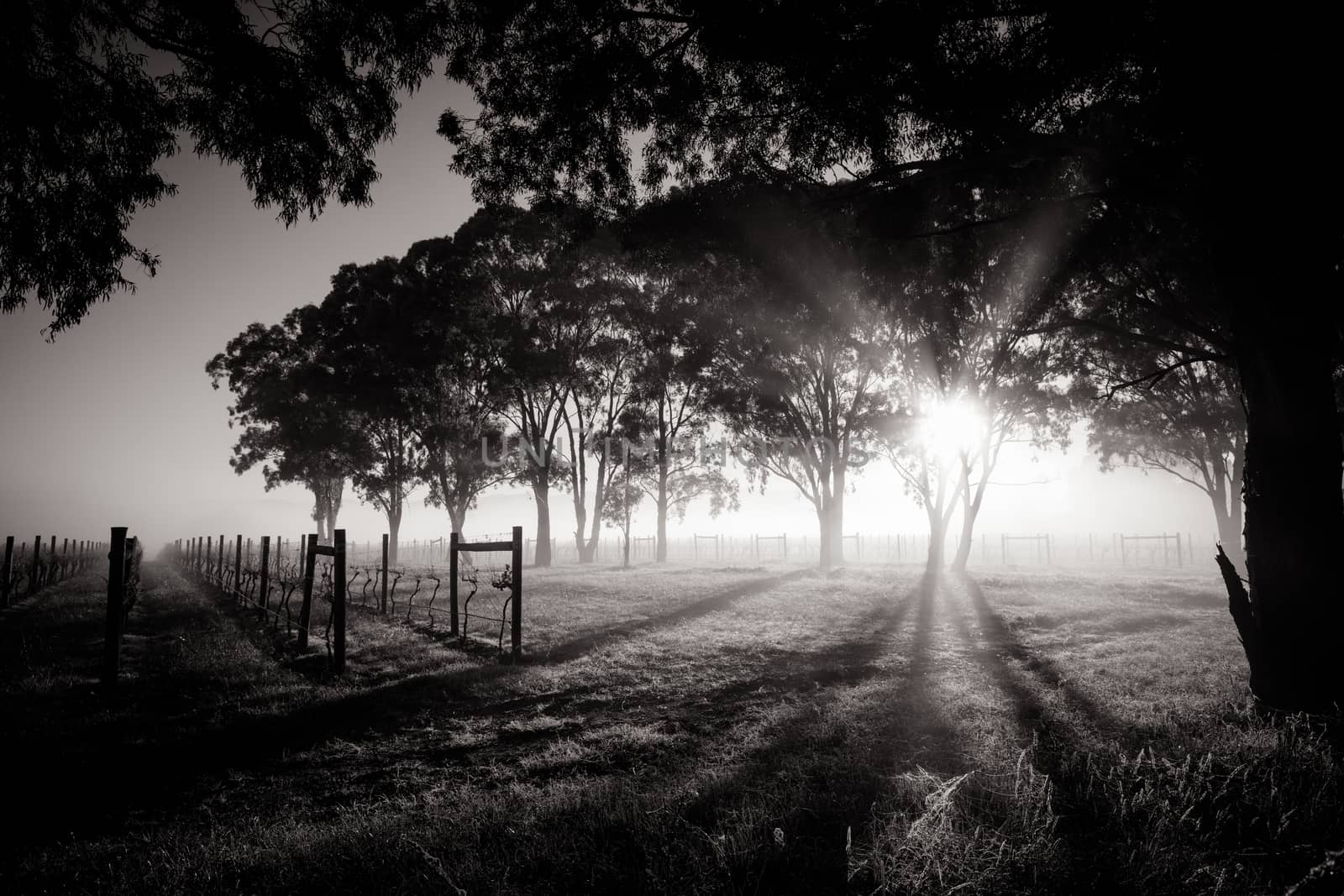 The sun rises over recently picked vines on a cold misty autum morning in Yarra Valley, Victoria, Australia