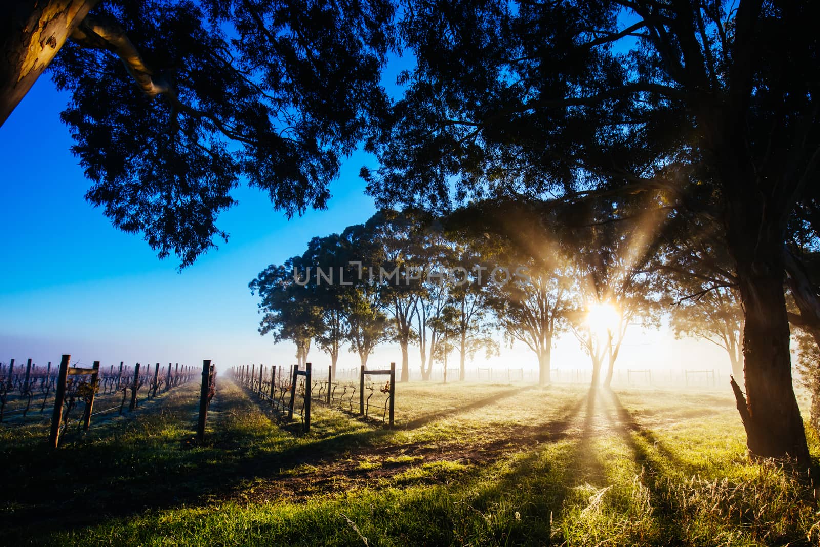 The sun rises over recently picked vines on a cold misty autum morning in Yarra Valley, Victoria, Australia