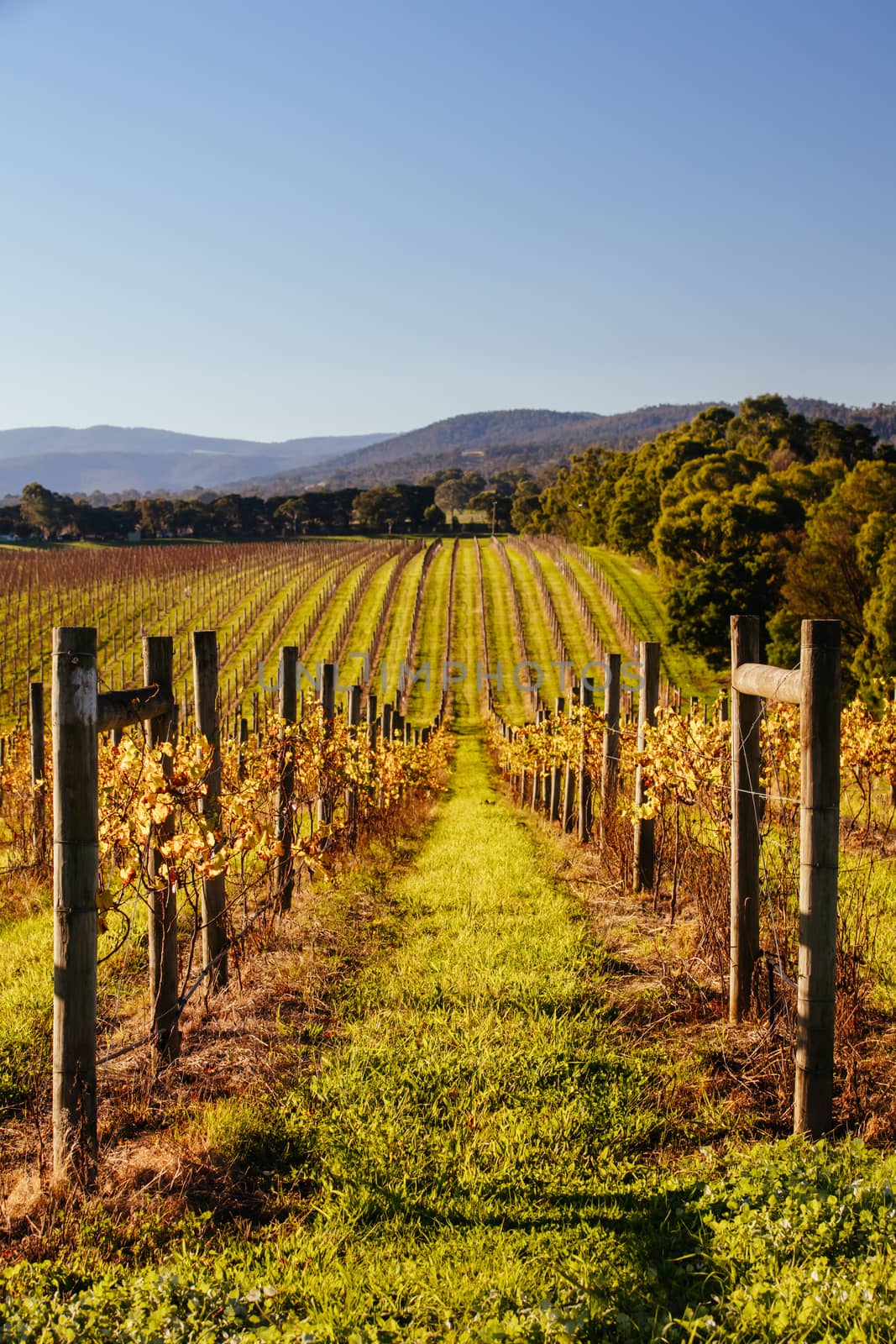 The sun sets over recently picked vines on a warm autum evening in Yarra Valley, Victoria, Australia