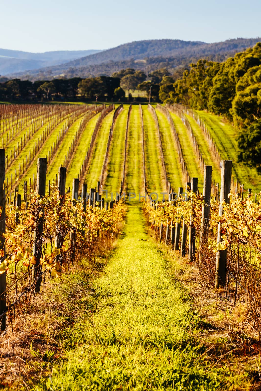 The sun sets over recently picked vines on a warm autum evening in Yarra Valley, Victoria, Australia