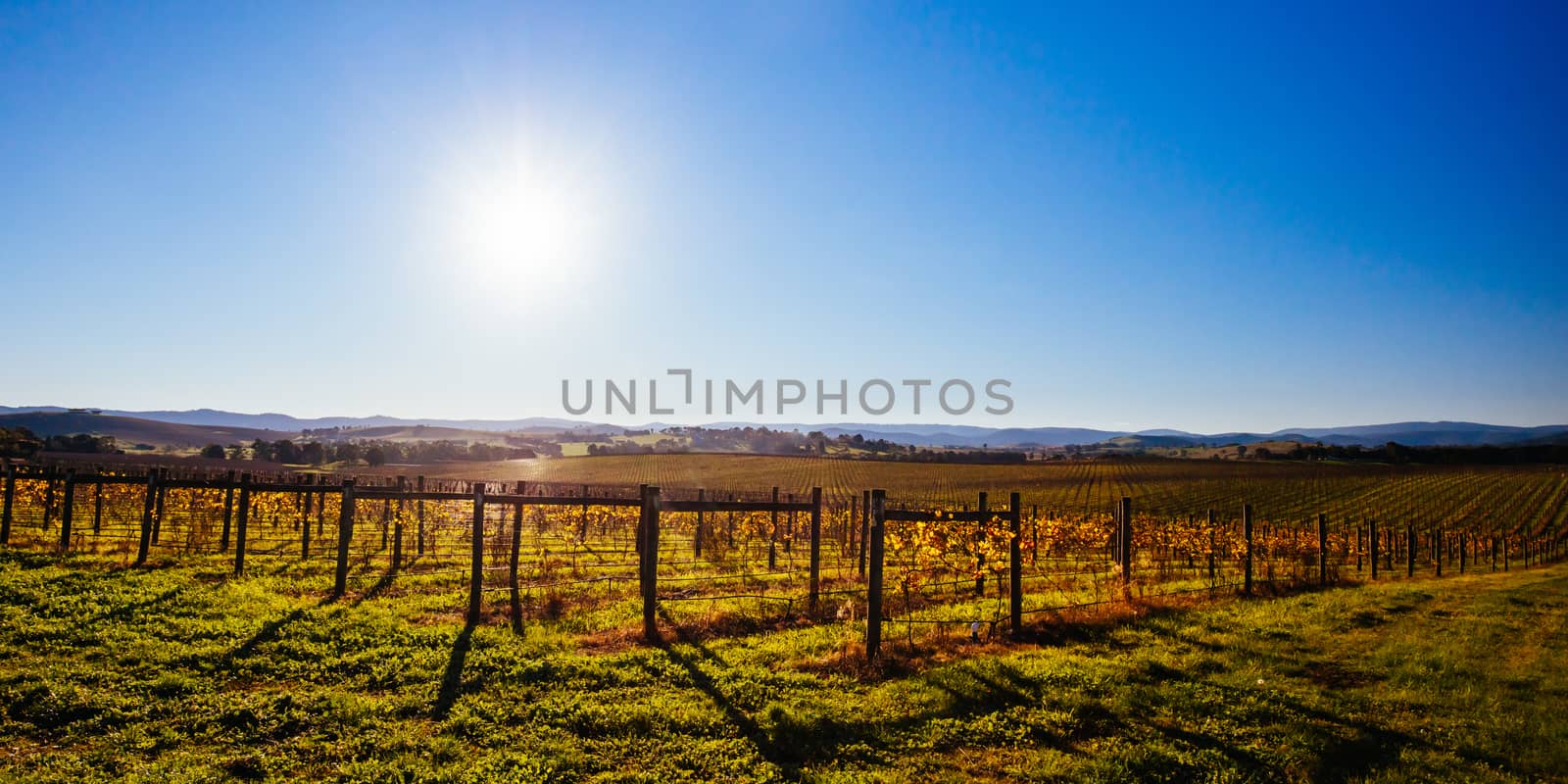 The sun sets over recently picked vines on a warm autum evening in Yarra Valley, Victoria, Australia
