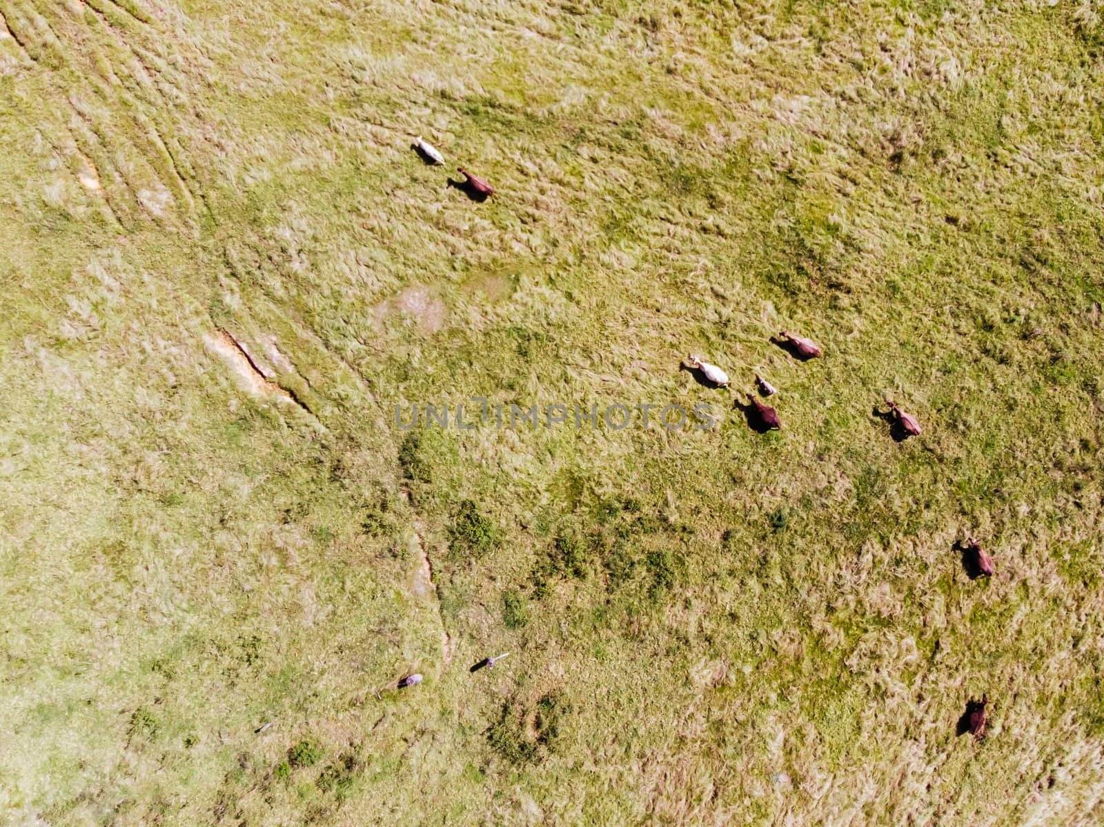 Aerial view of cows herd grazing on pasture field near Murwillumbah in NSW, Australia