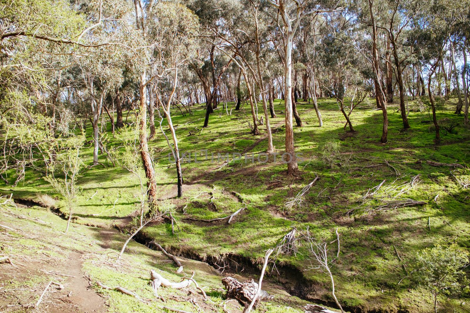 Mountain bike trails around Plenty Gorge in Northern Melbourne in Victoria, Australia