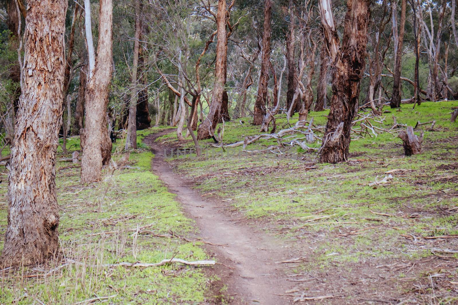 Mountain bike trails around Plenty Gorge in Northern Melbourne in Victoria, Australia