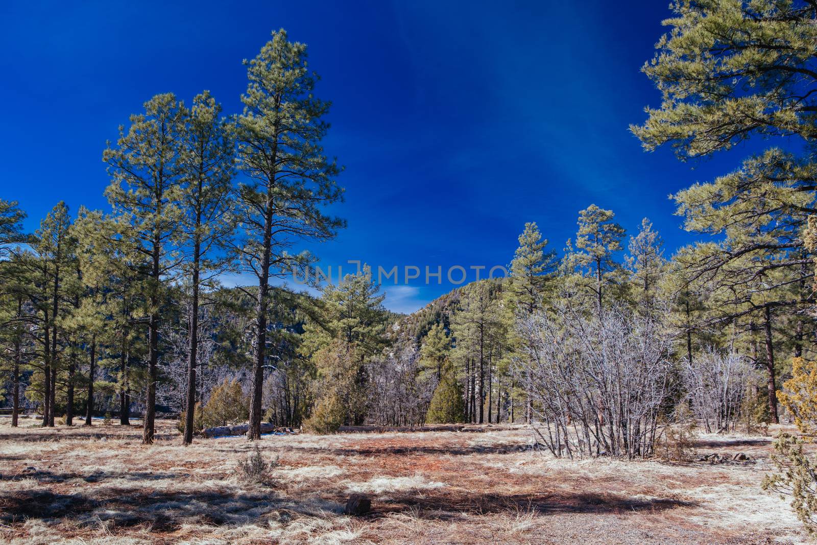 Oak Creek red rocky landscape near Sedona in Arizona, USA