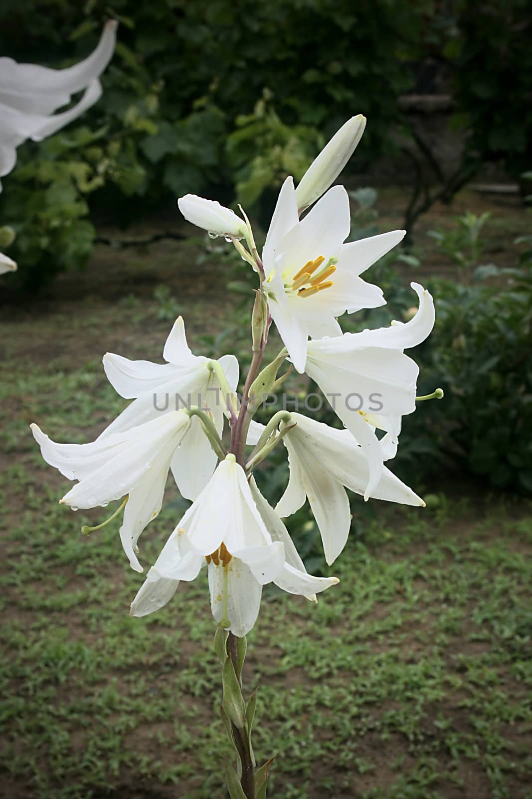 White lilies in the garden by VIPDesignUSA