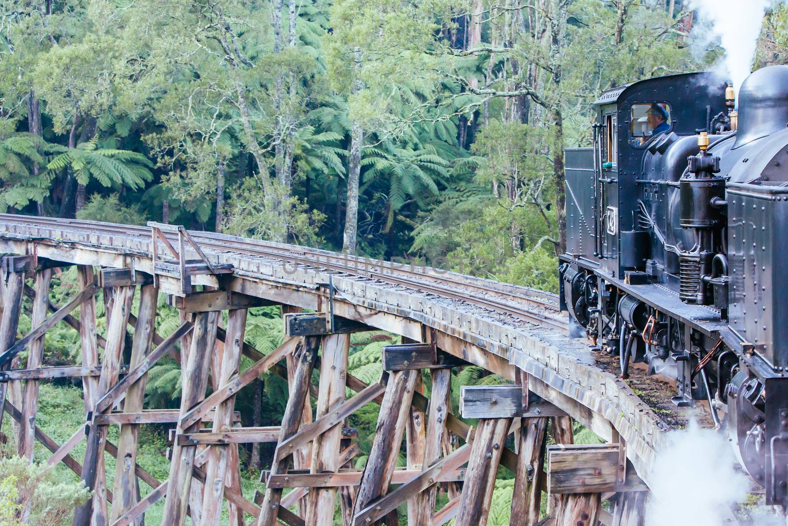 Puffing Billy Train in Melbourne Australia by FiledIMAGE