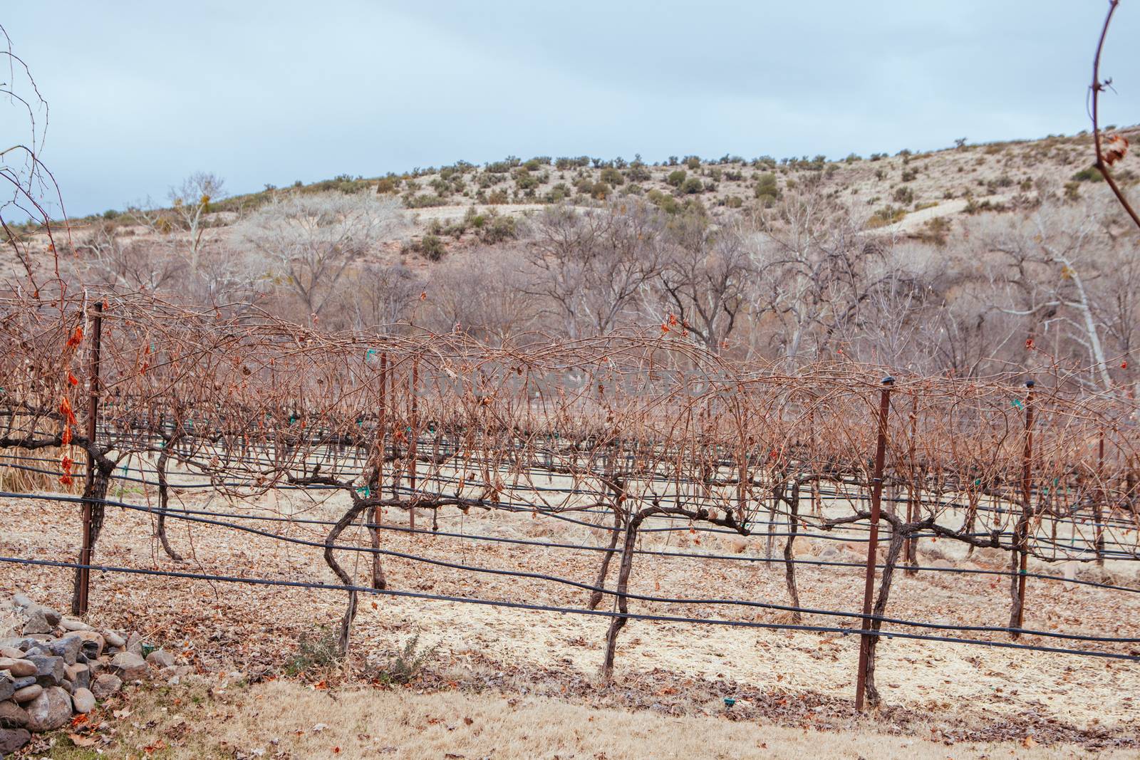 Page Springs vineyard on Oak Creek during winter near Cottonwood in Arizona, USA