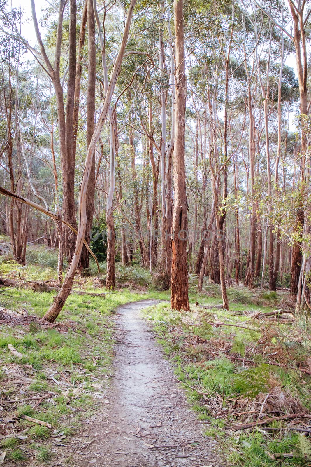 Buxton Mountain Bike Park in Australia by FiledIMAGE