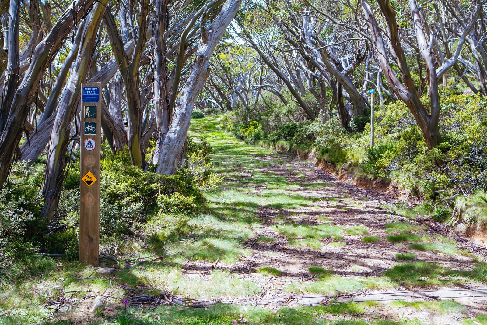 Mt Baw Baw Walking Trails in Summer in Australia by FiledIMAGE