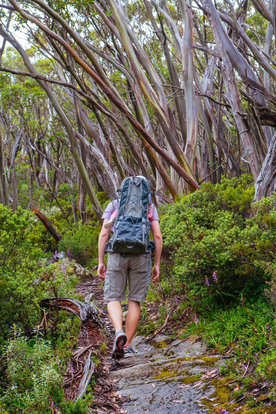 Mt Baw Baw Walking Trails in Summer in Australia by FiledIMAGE