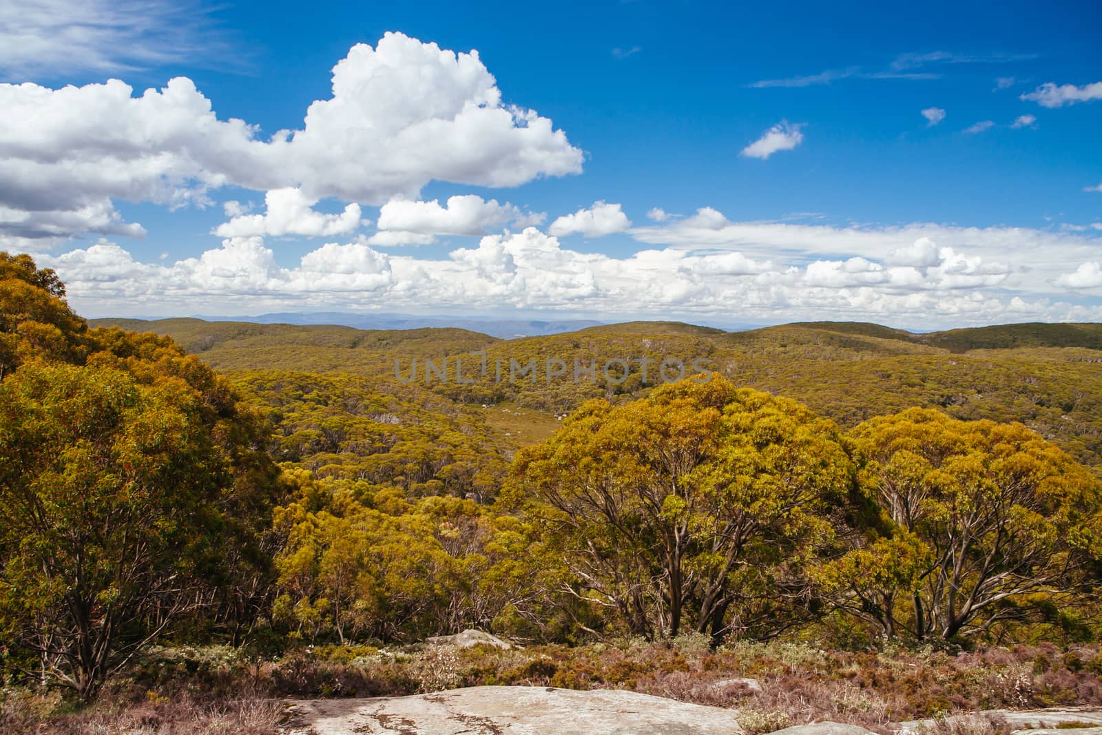 Mt Baw Baw Walking Trails in Summer in Australia by FiledIMAGE