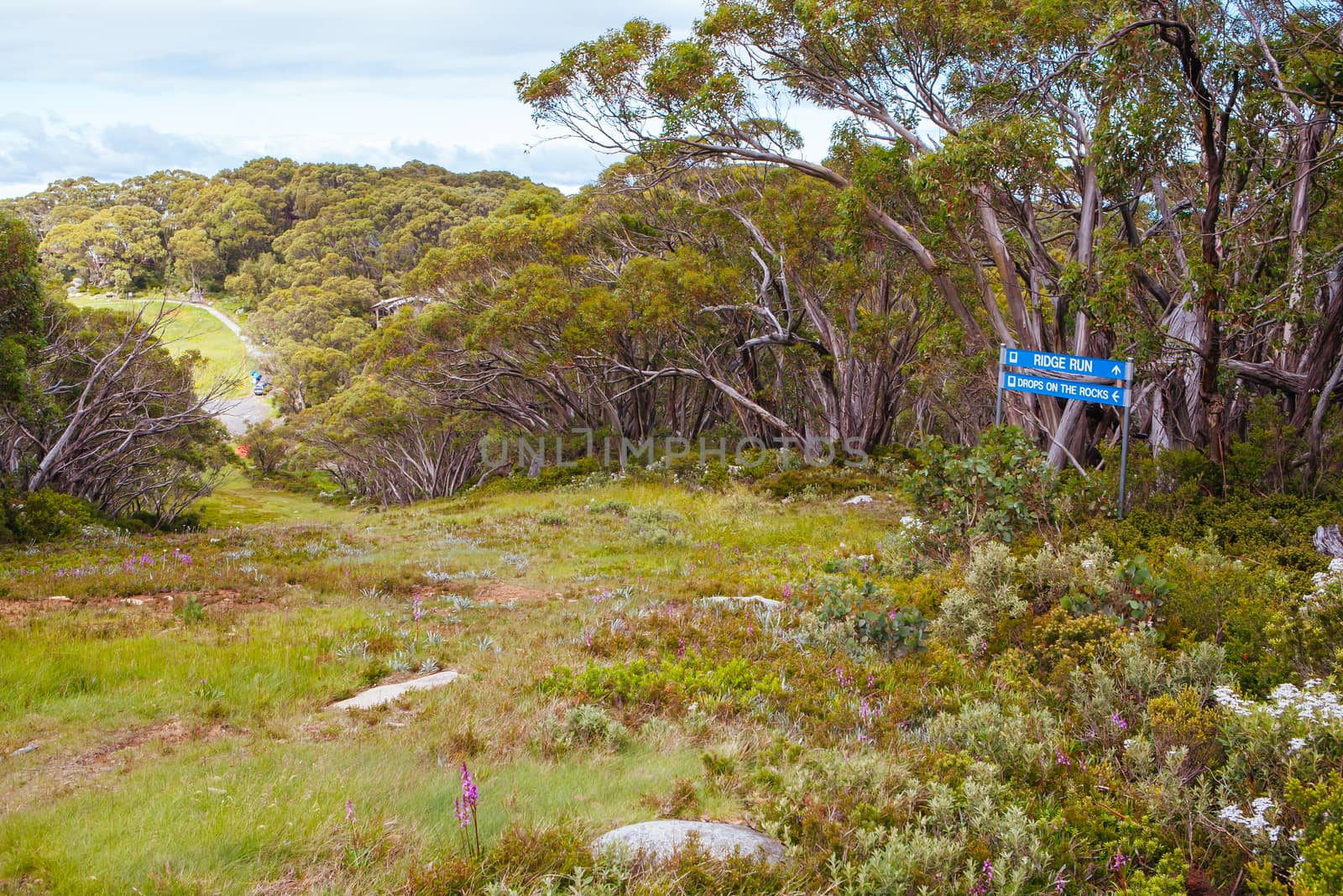 Mt Baw Baw landscape and walking trails during summer in Victoria, Australia