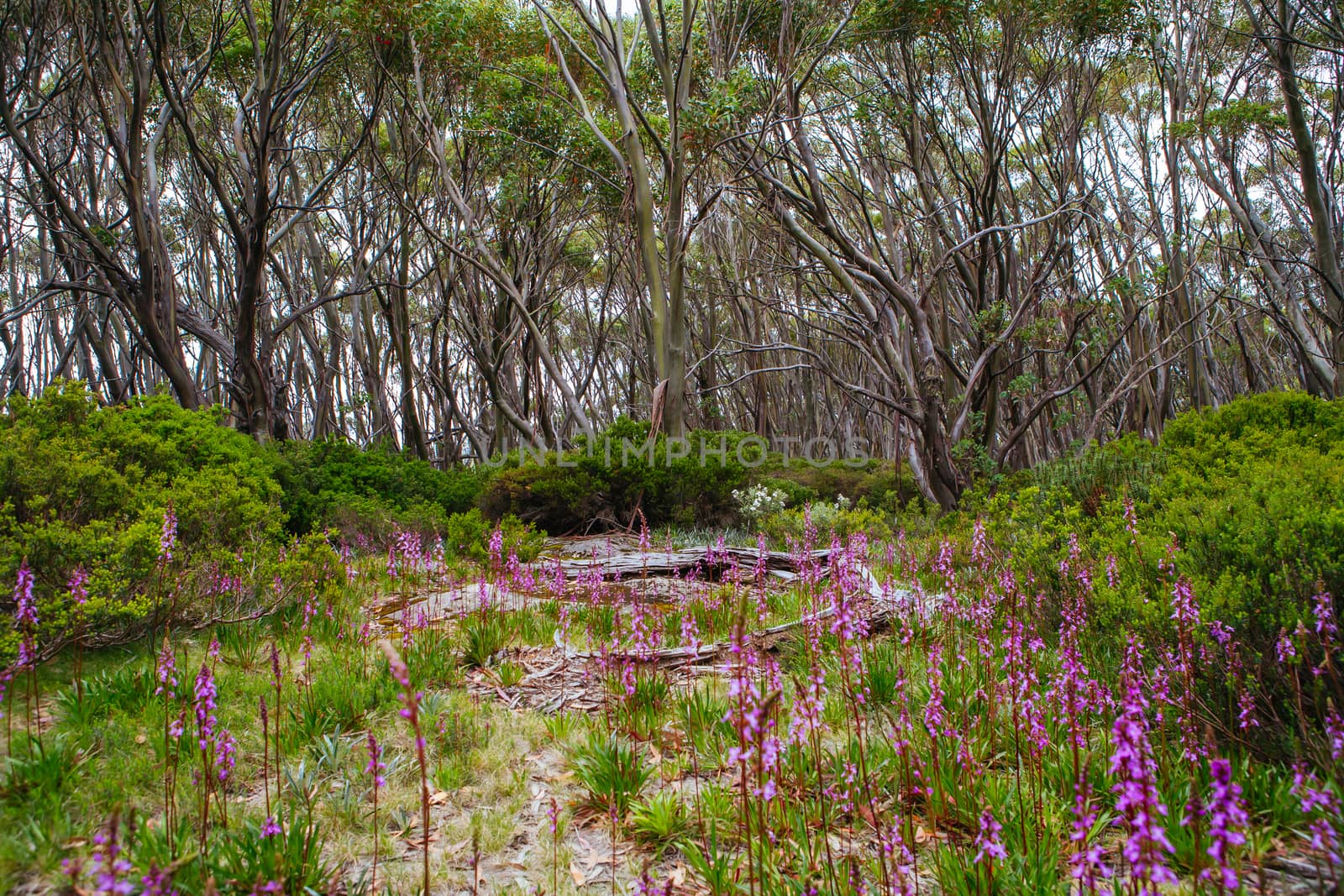 Mt Baw Baw Walking Trails in Summer in Australia by FiledIMAGE