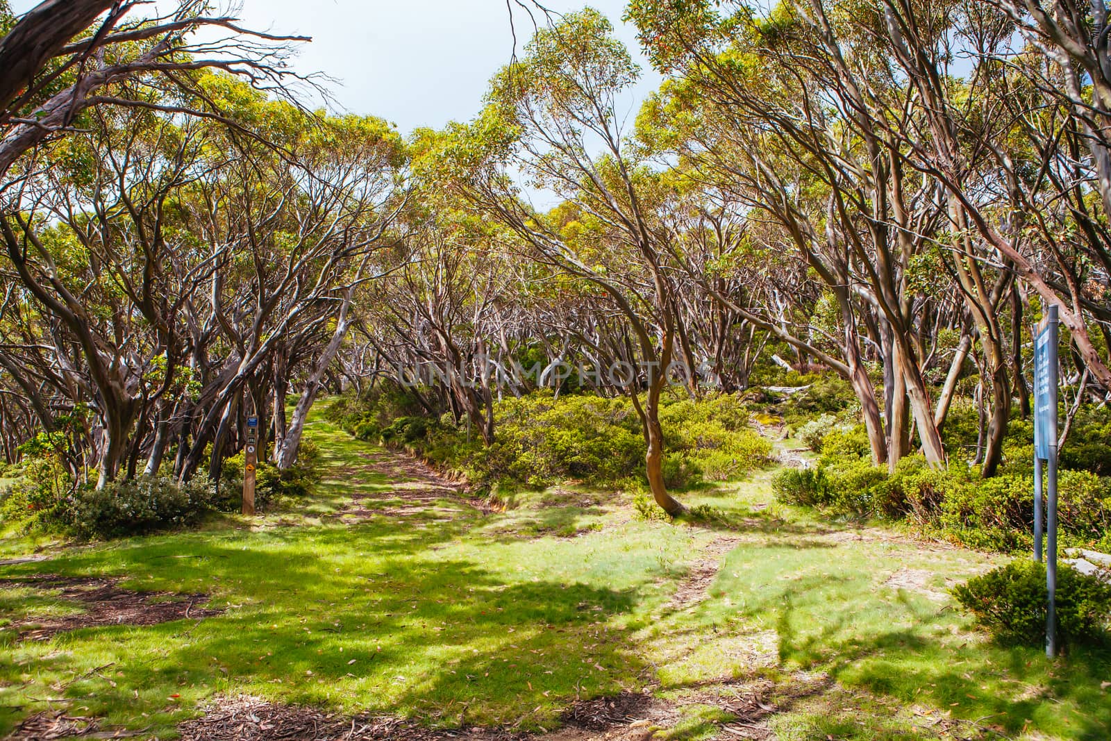 Mt Baw Baw landscape and walking trails during summer in Victoria, Australia