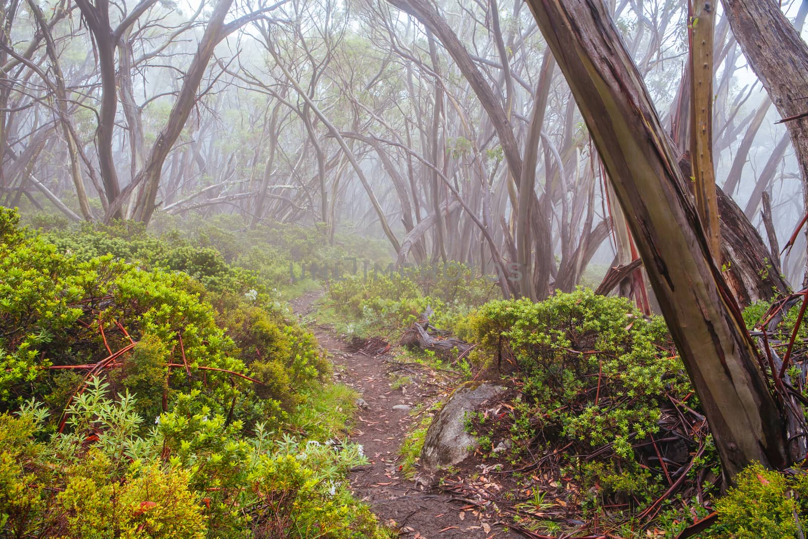 Mt Baw Baw landscape and walking trails during summer in Victoria, Australia