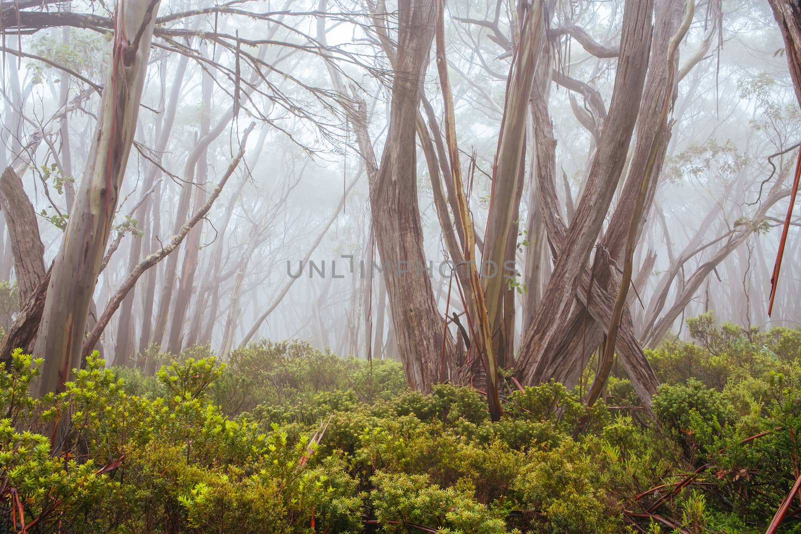 Mt Baw Baw Walking Trails in Summer in Australia by FiledIMAGE