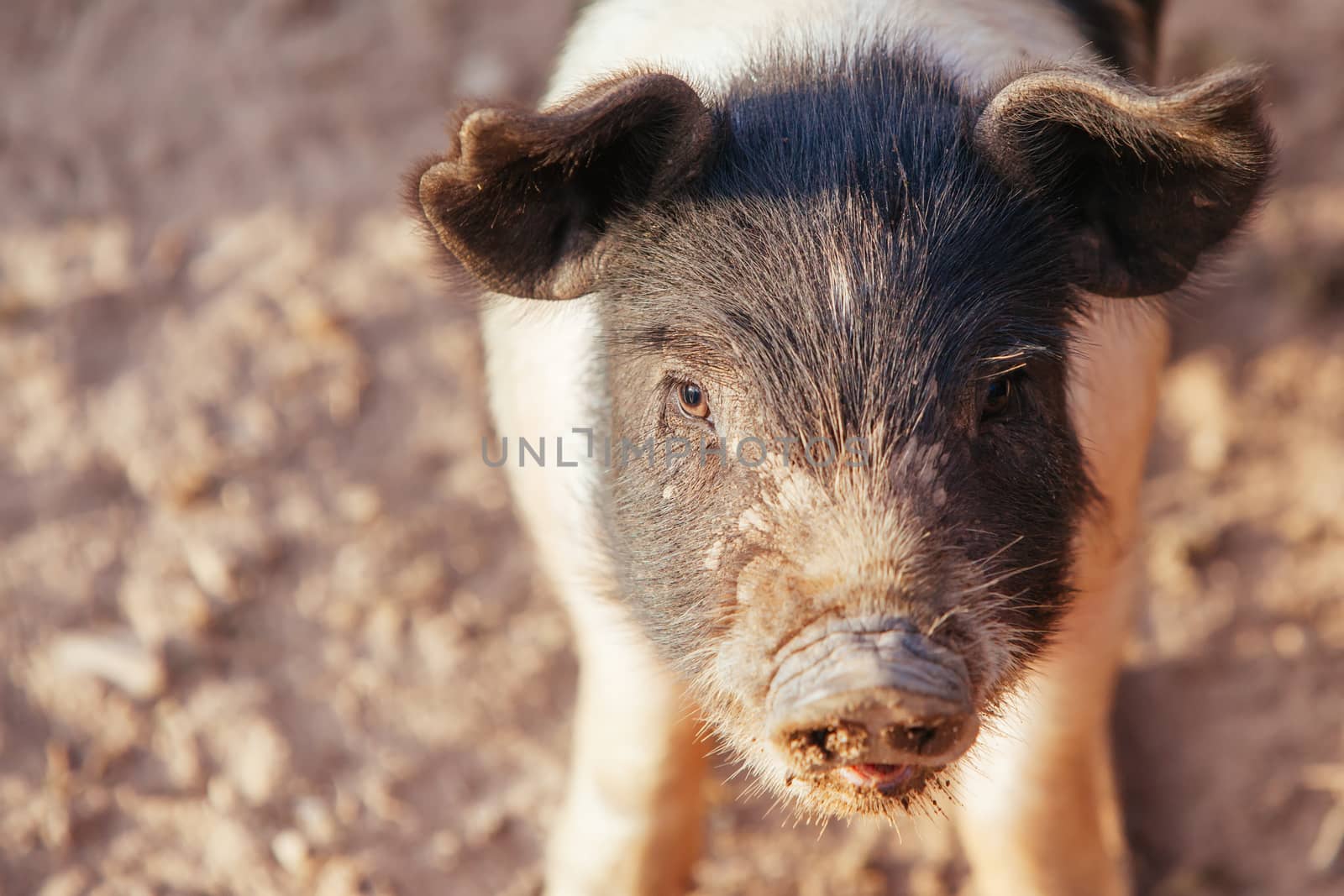 Happy inquisitive piglets roam free in Gundagai, NSW, Australia