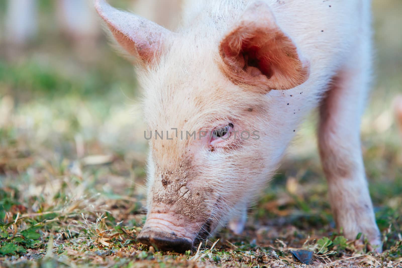 Piglets Roaming In Rural Australia by FiledIMAGE