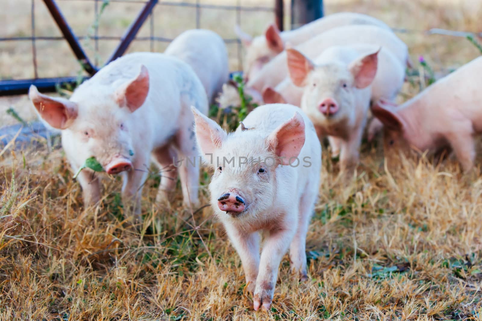 Piglets Roaming In Rural Australia by FiledIMAGE