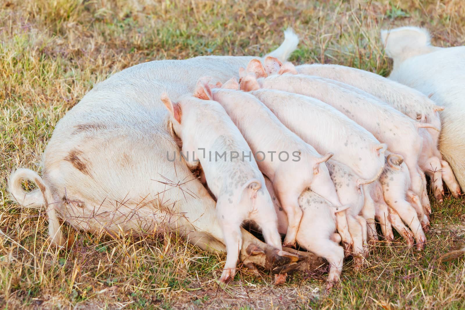 Piglets feed from their mother in Gundagai, NSW, Australia