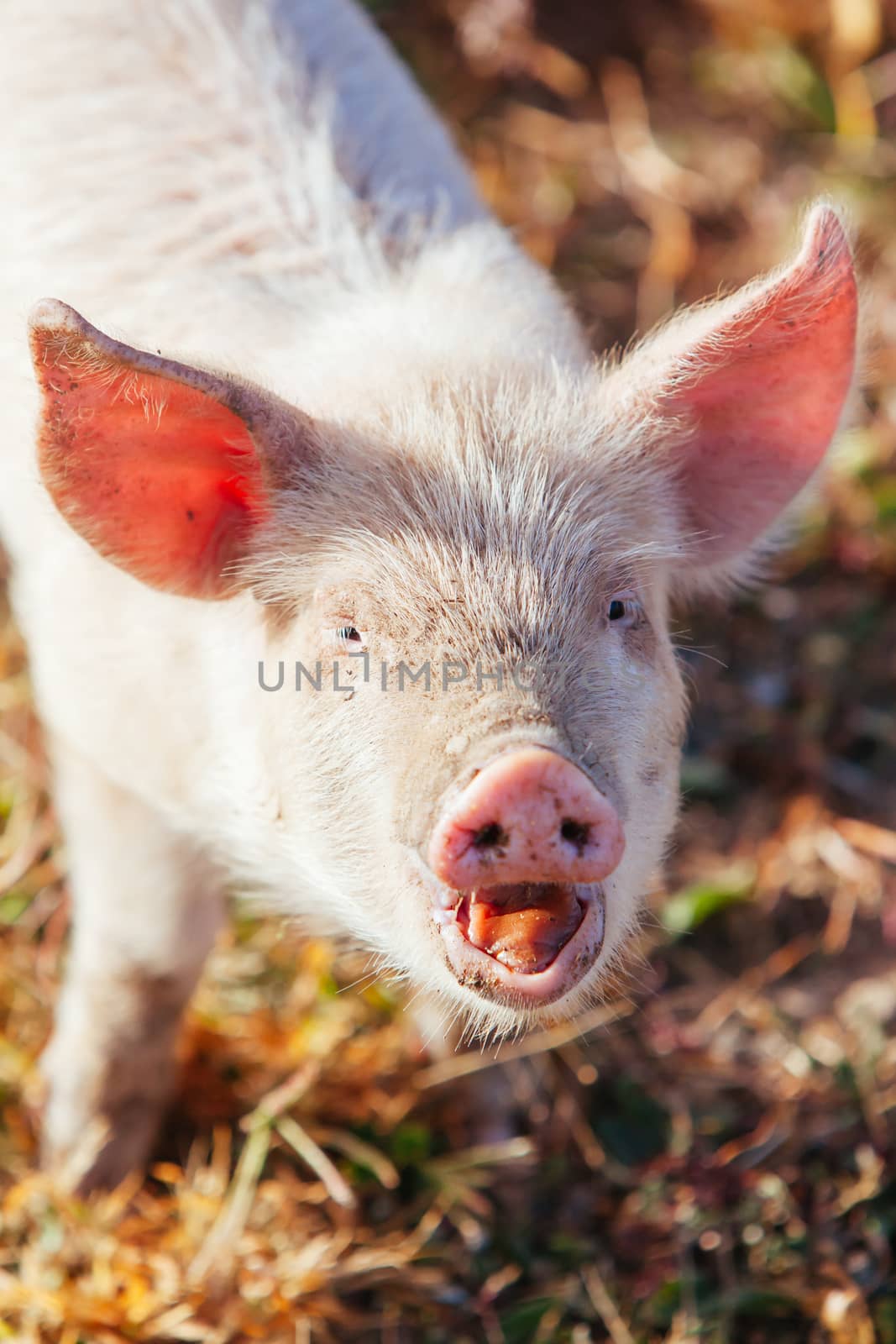 Piglets Roaming In Rural Australia by FiledIMAGE