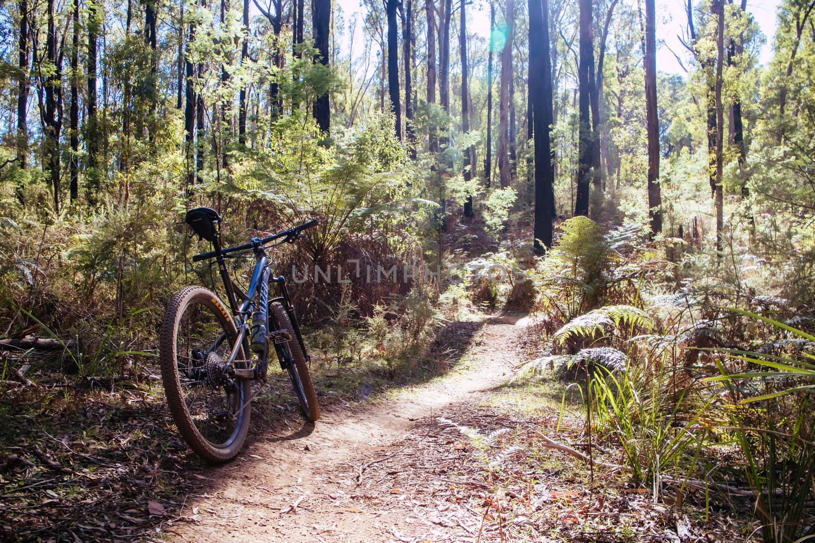 The popular Buxton mountain bike park in Black Range State forest near Marysville in Victoria, Australia