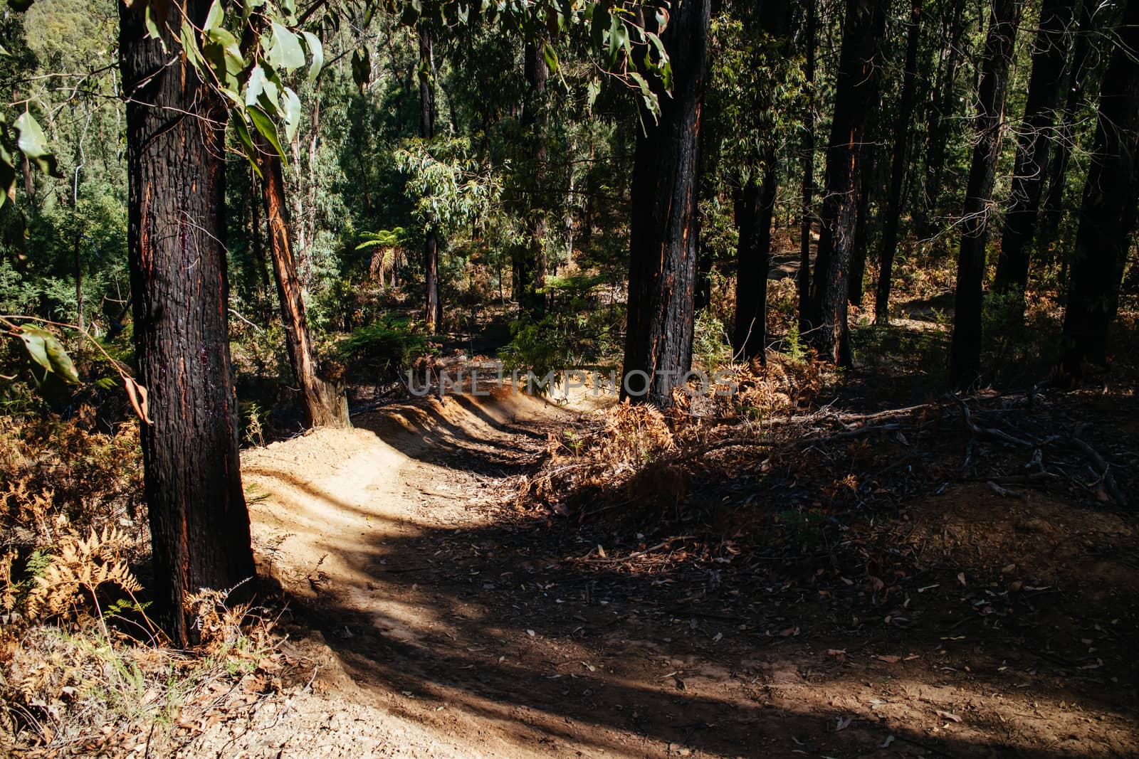 The popular Buxton mountain bike park in Black Range State forest near Marysville in Victoria, Australia