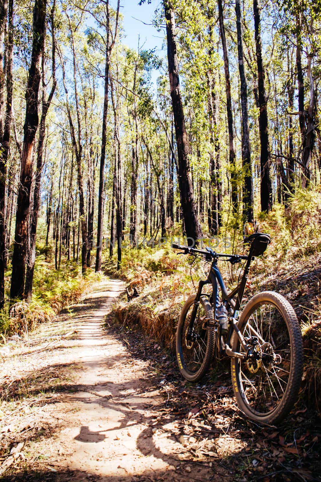 The popular Buxton mountain bike park in Black Range State forest near Marysville in Victoria, Australia