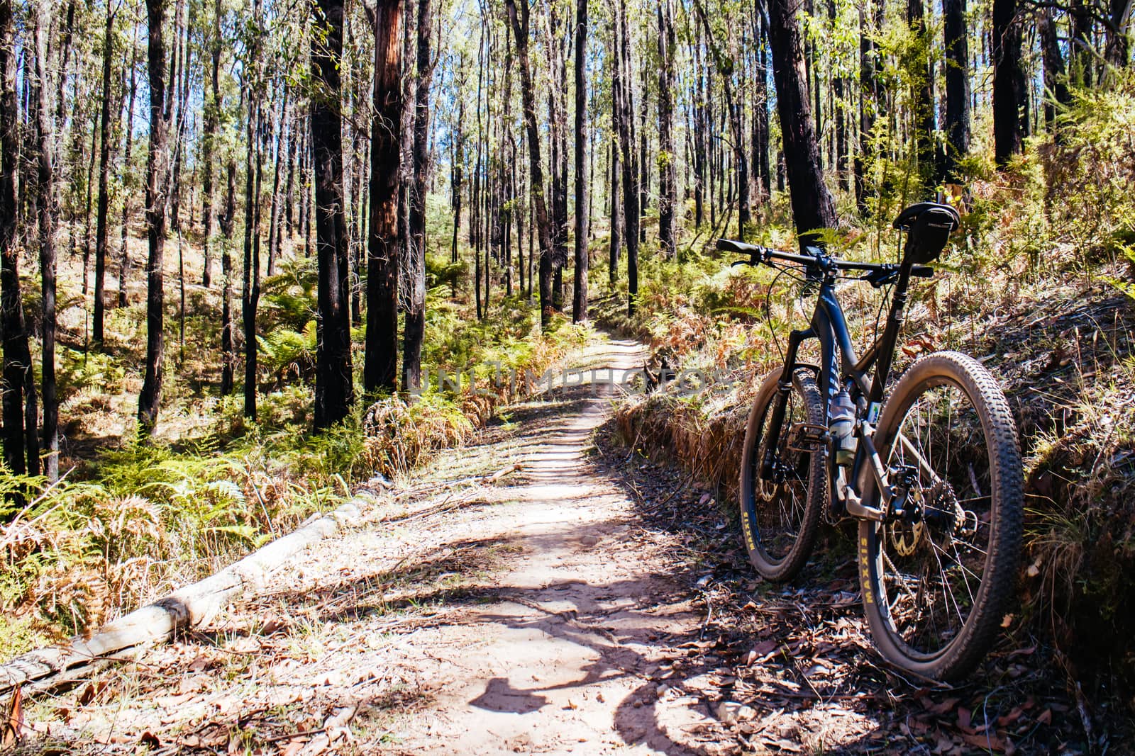 The popular Buxton mountain bike park in Black Range State forest near Marysville in Victoria, Australia