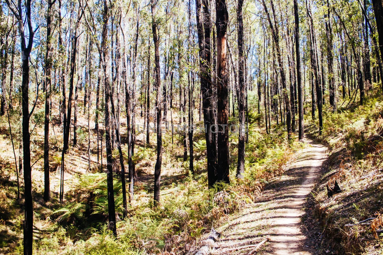 The popular Buxton mountain bike park in Black Range State forest near Marysville in Victoria, Australia