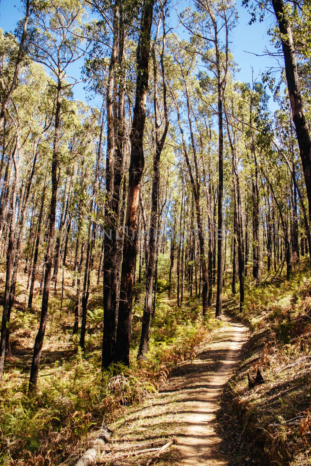 Buxton Mountain Bike Park in Australia by FiledIMAGE