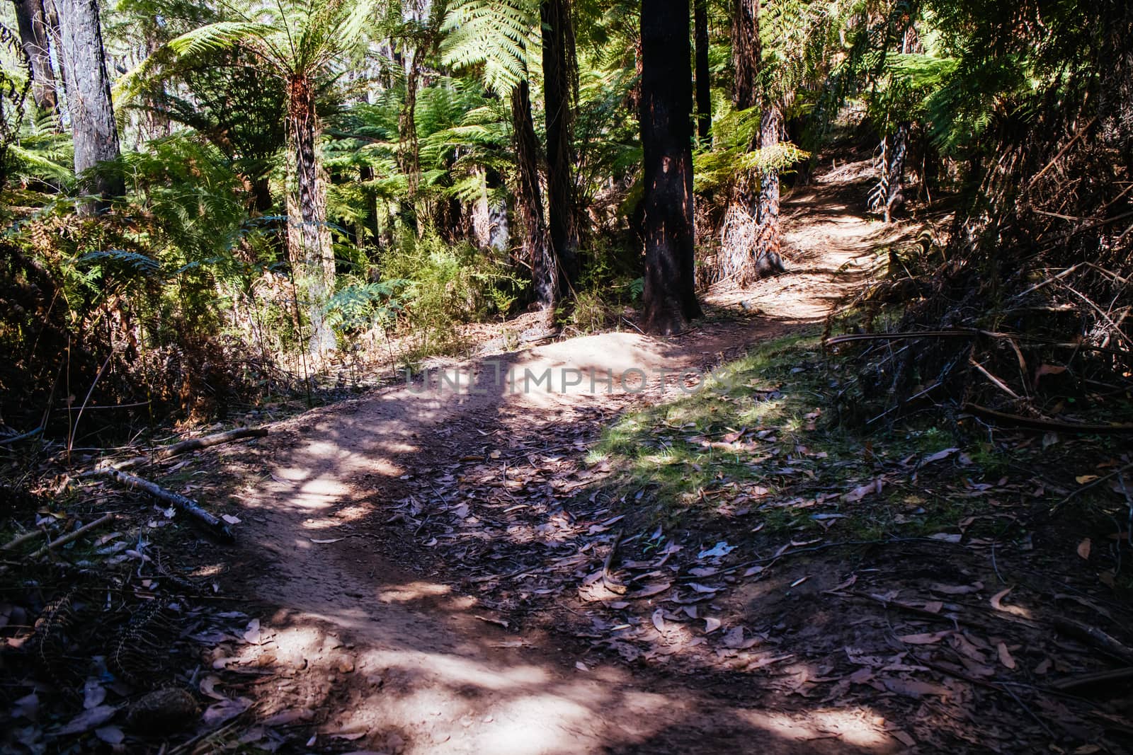 The popular Buxton mountain bike park in Black Range State forest near Marysville in Victoria, Australia