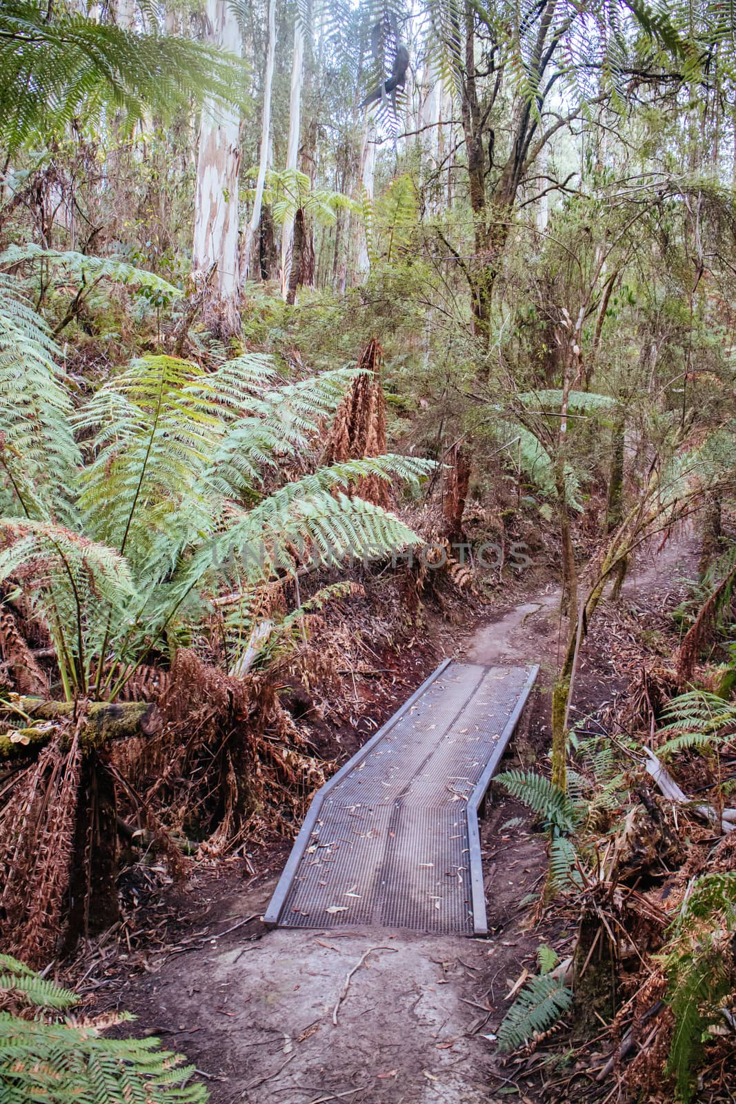 The popular Forrest mountain bike park in Great Otway National Park in Victoria, Australia