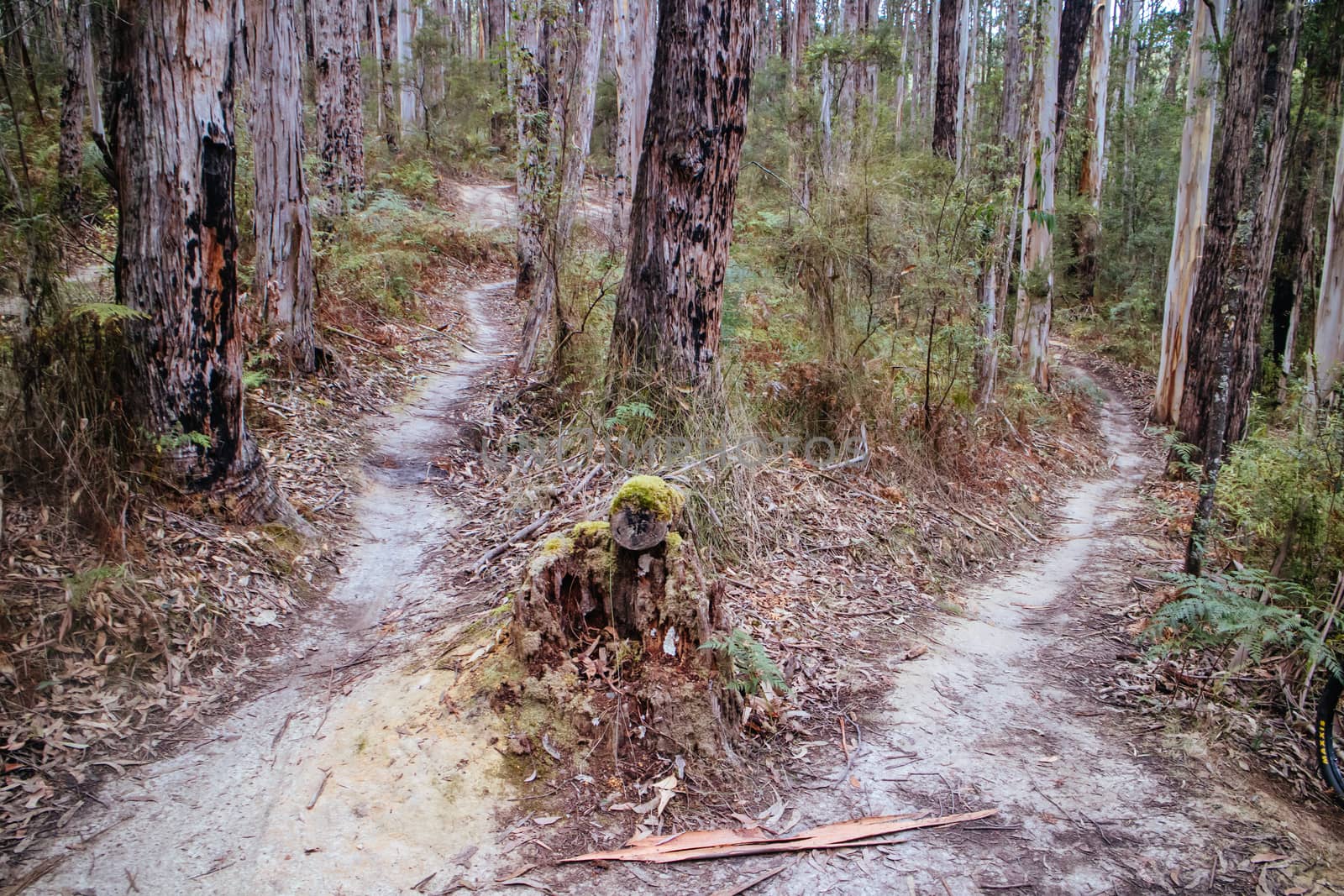 The popular Forrest mountain bike park in Great Otway National Park in Victoria, Australia