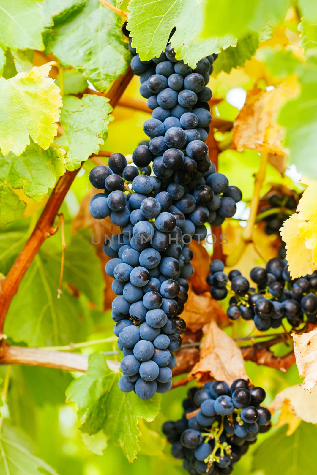 Ripe Pinot Noir Grapes in late harvest at a winery in Yarra Valley, Victoria, Australia