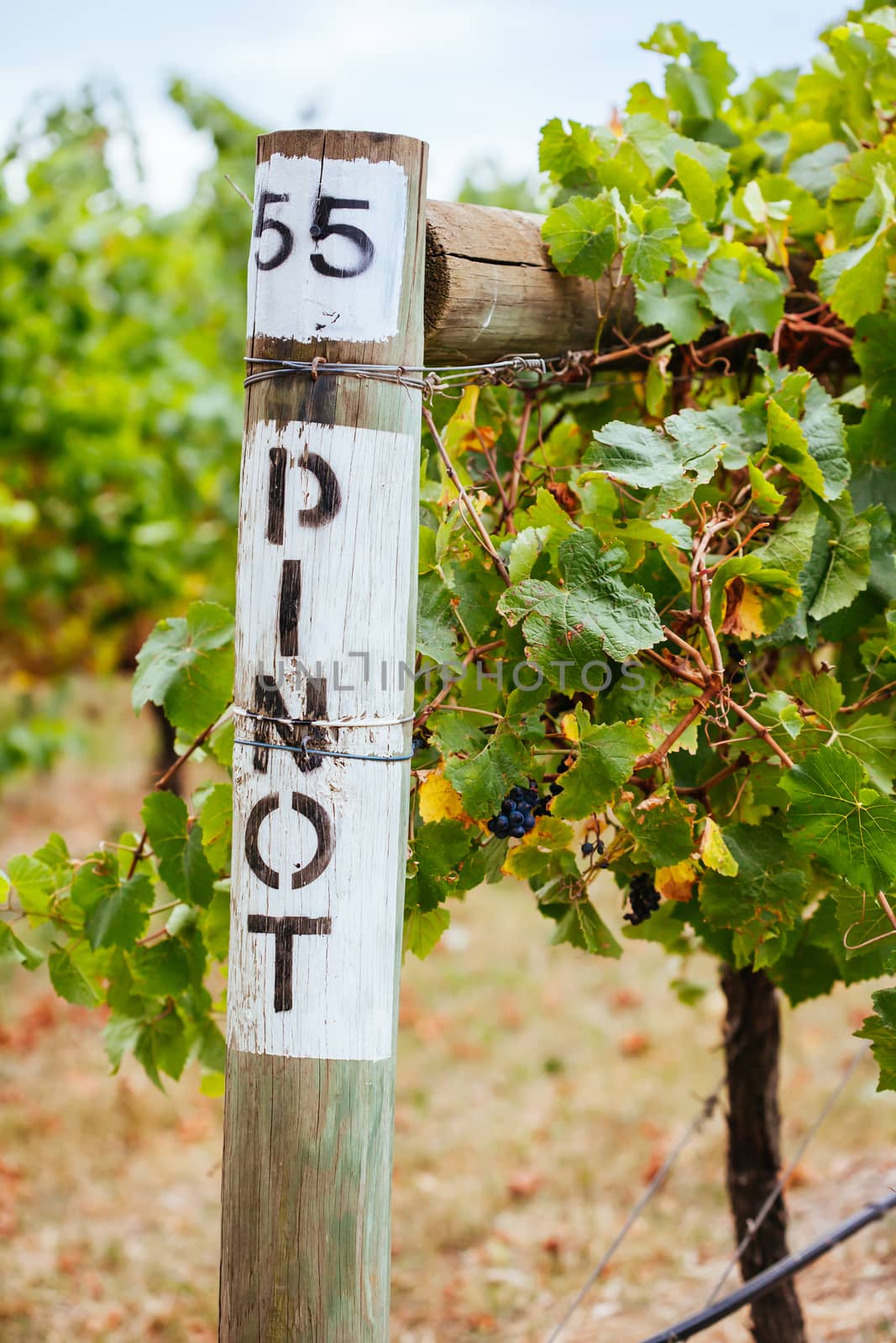 Signage for Pinot Noir grapes in a vineyard at late harvest in Yarra Valley, Australia