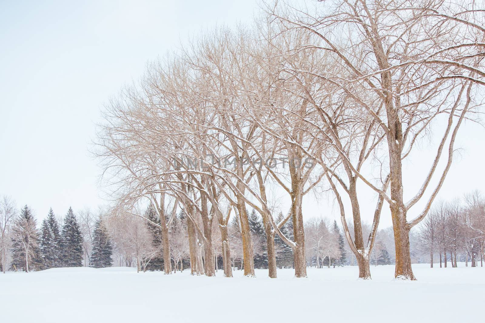 Island Park in Fargo USA by FiledIMAGE