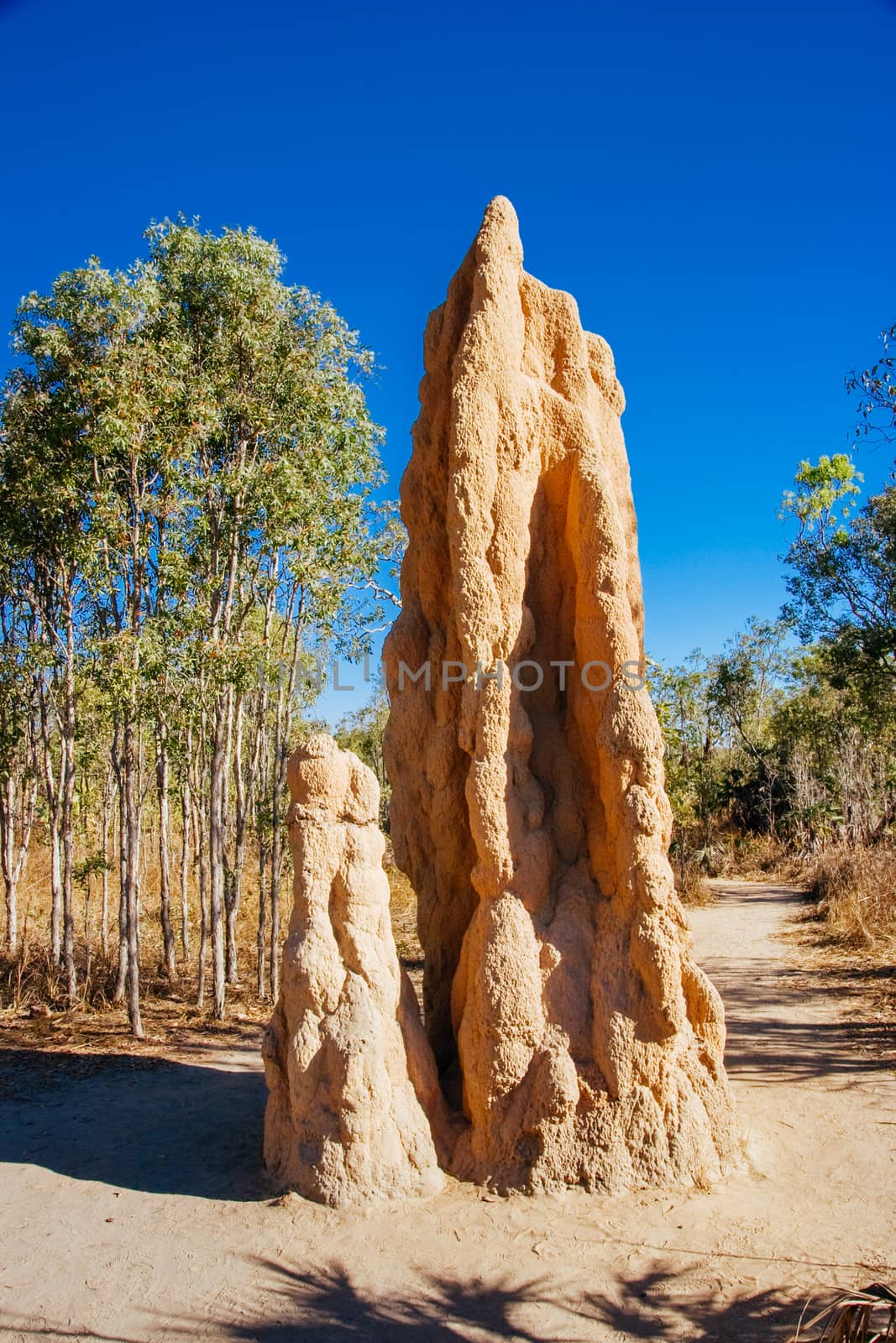 Termite mound in Litchfield National Park near Darwin in the Northern Territory, Australia